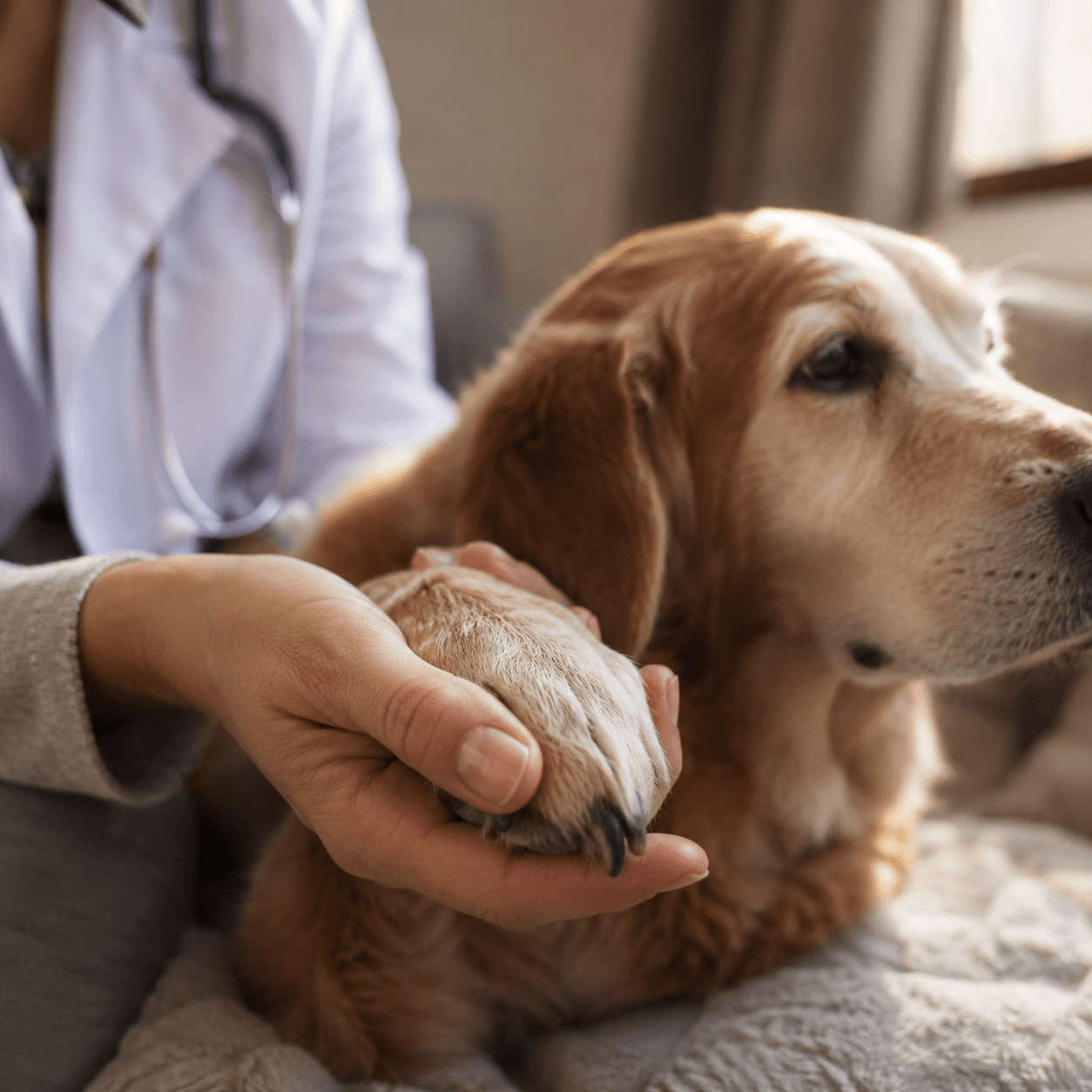 Comforting an elderly dog